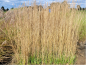 Preview: Calamagrostis x acutiflora "Karl Foerster" - (Garten-Reitgras "Karl Foerster"),